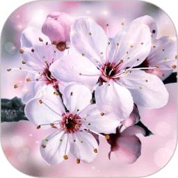 浪漫樱花动态壁纸(Sakura Pro)