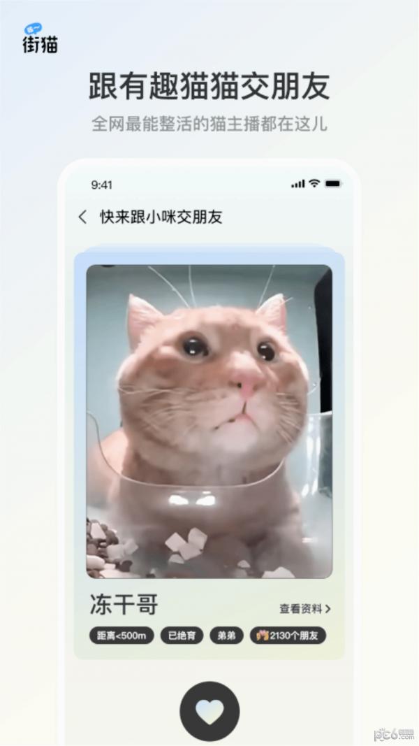 哈啰街猫