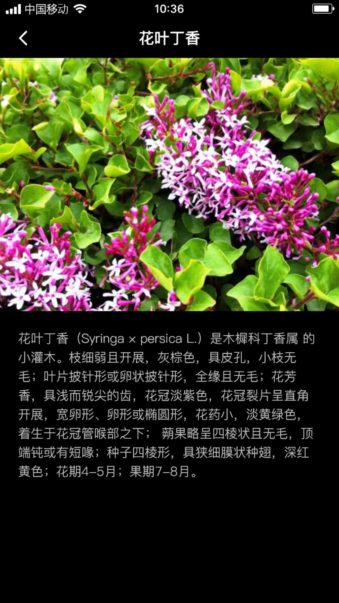 丁香花瓣app安卓版