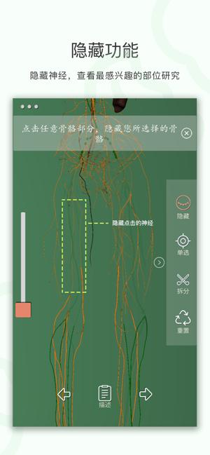 神经系统3D解析图APP手机版